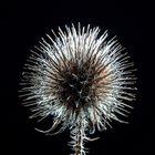 Distel