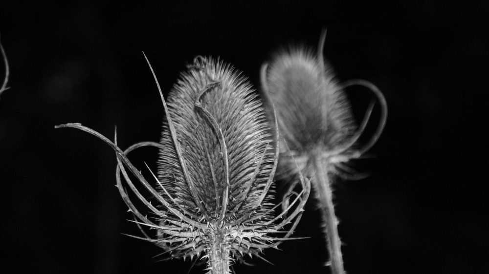 Distel