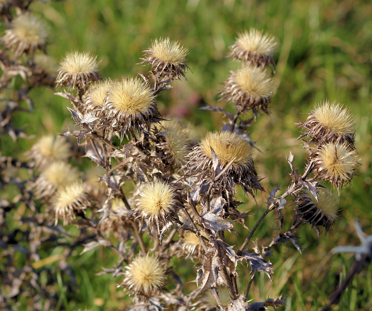 Distel