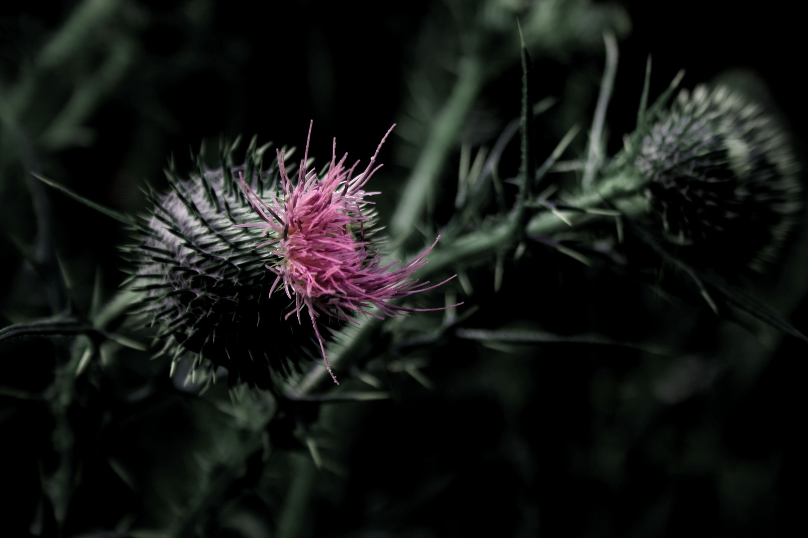 Distel