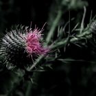 Distel