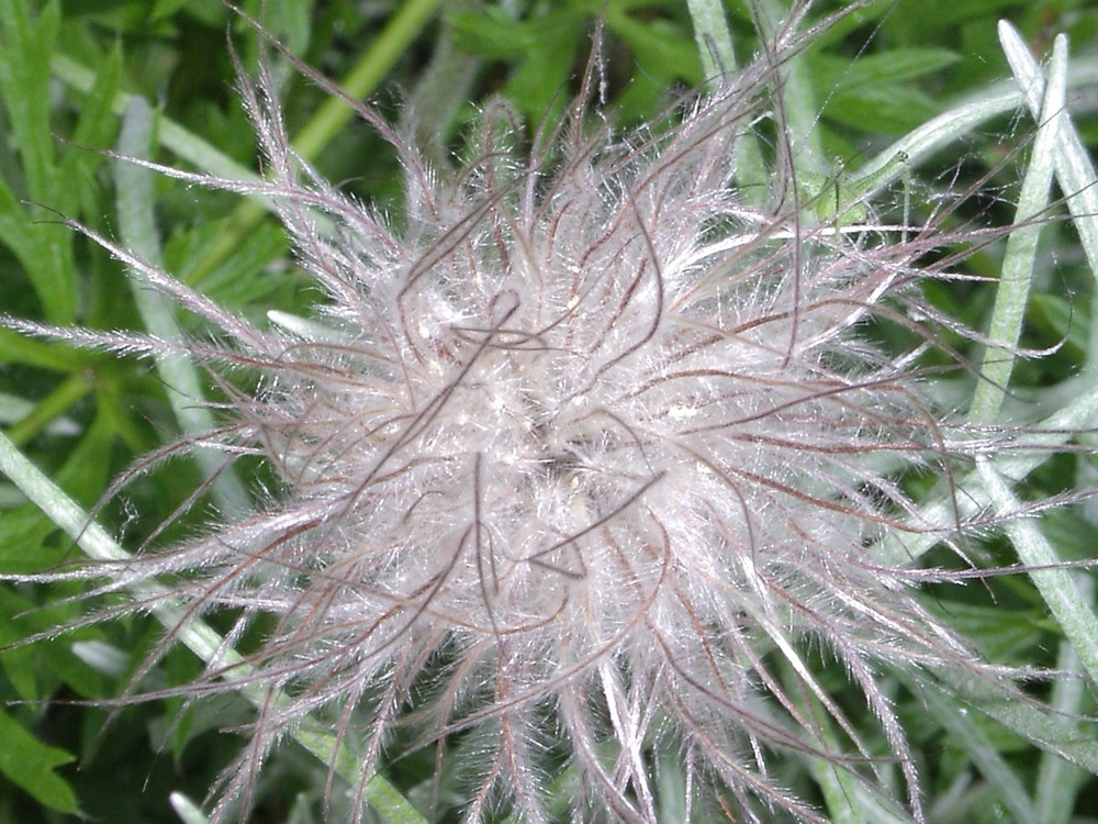 "Distel"