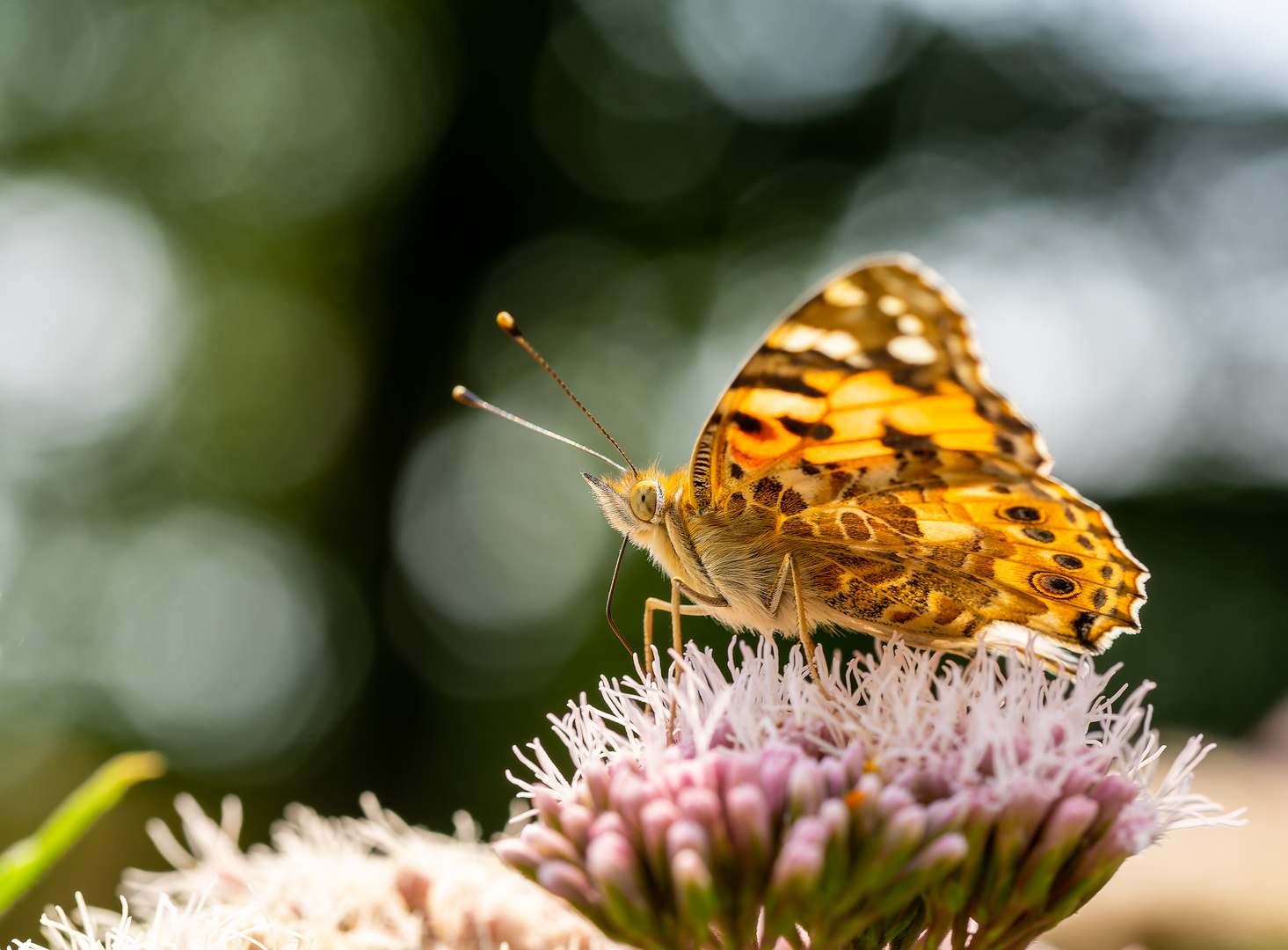 Distel