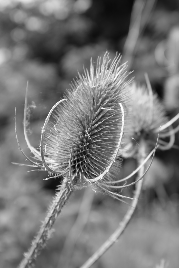 Distel