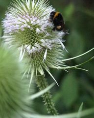 Distel