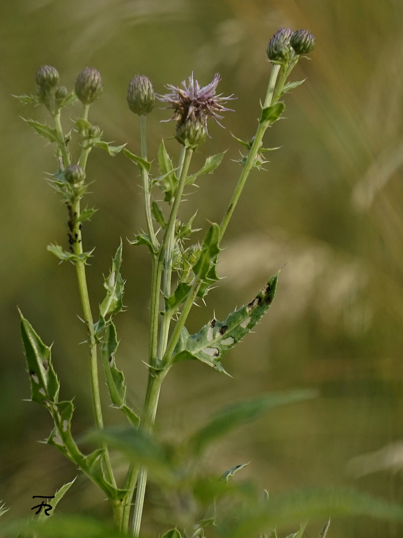 Distel