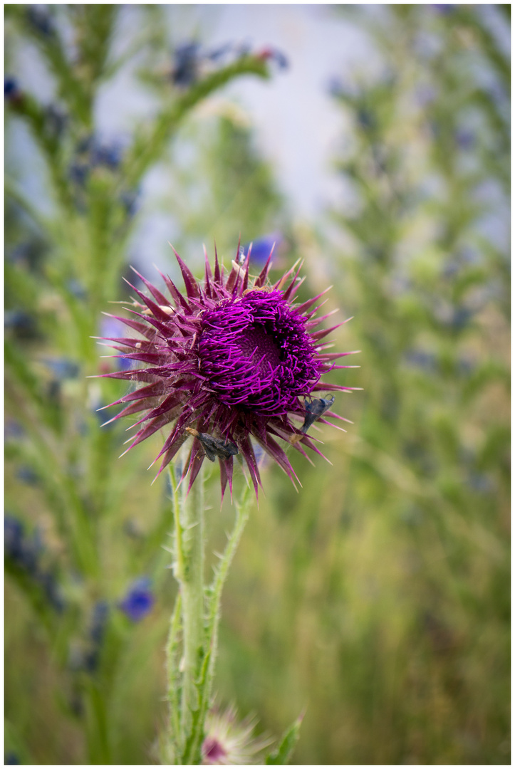 Distel