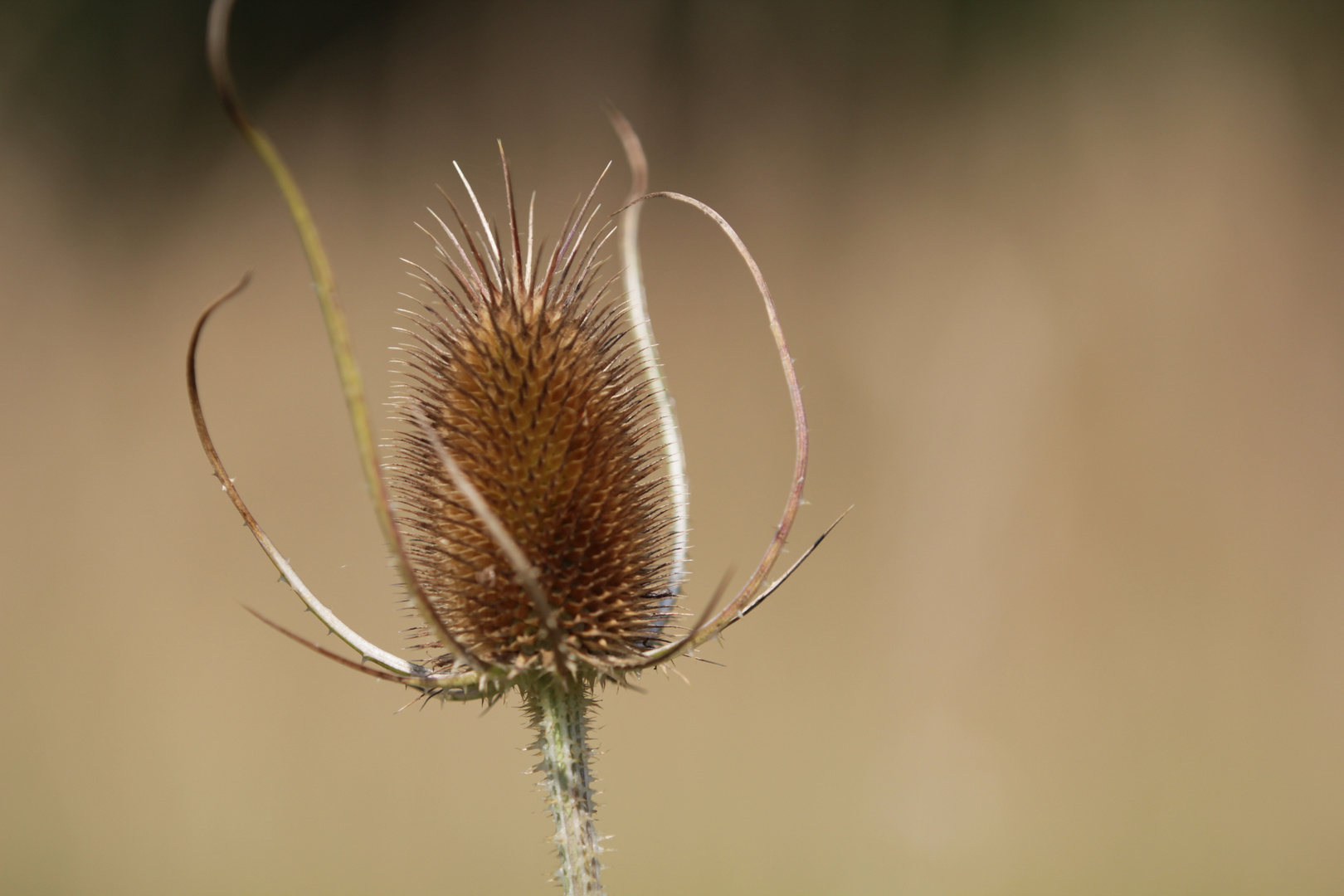 Distel