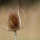 Distel