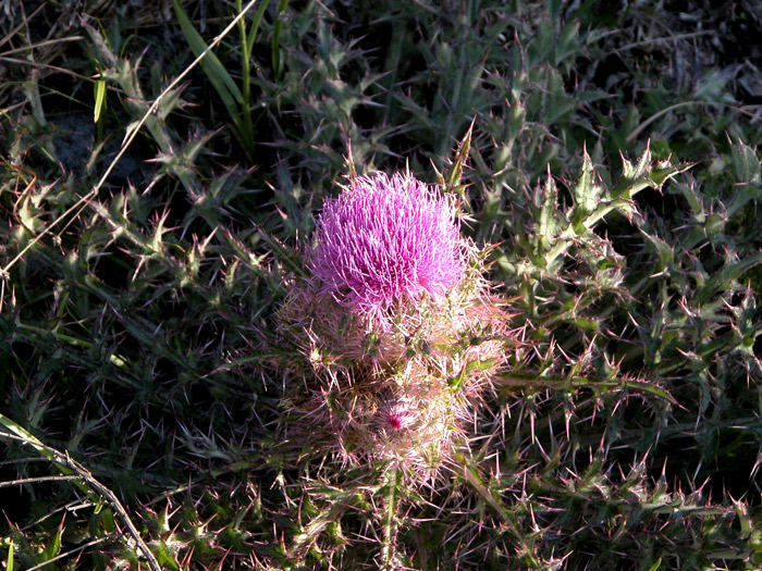 DISTEL