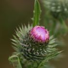 Distel