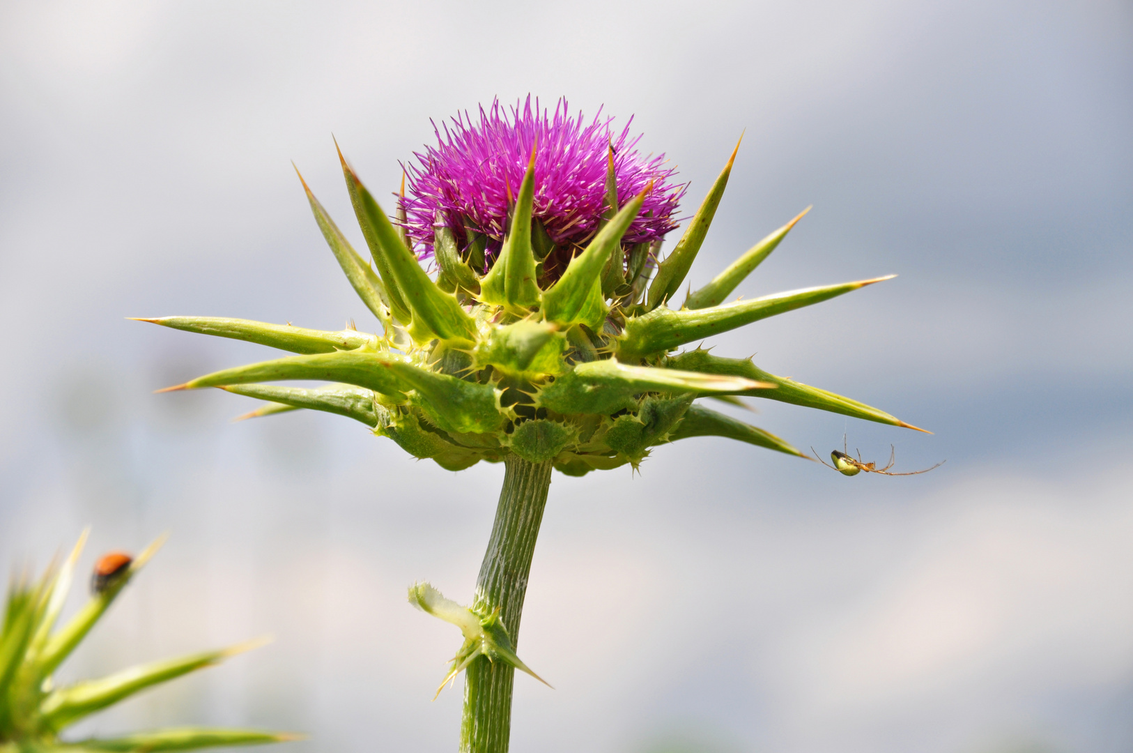 Distel