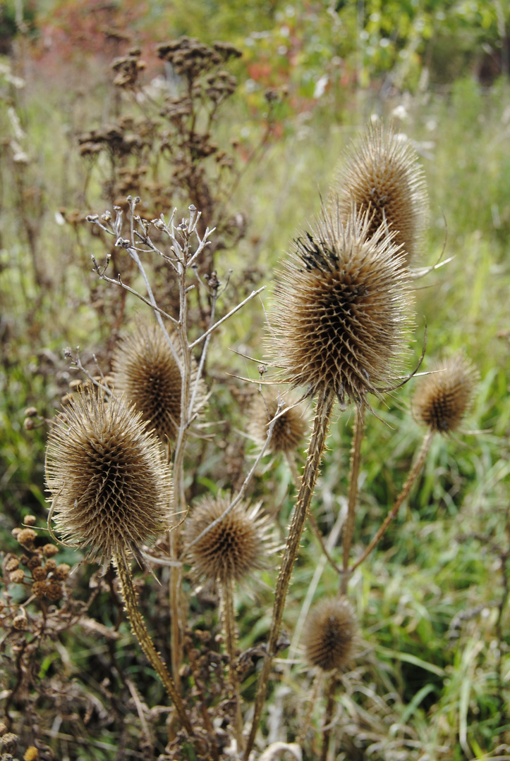 Distel