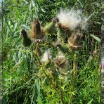 Distel ... 