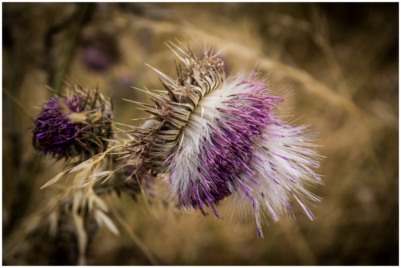 Distel 