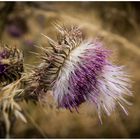 Distel 