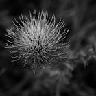 Distel