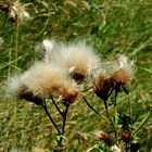 Distel