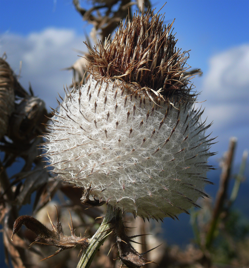 Distel - aber welche?