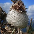 Distel - aber welche?