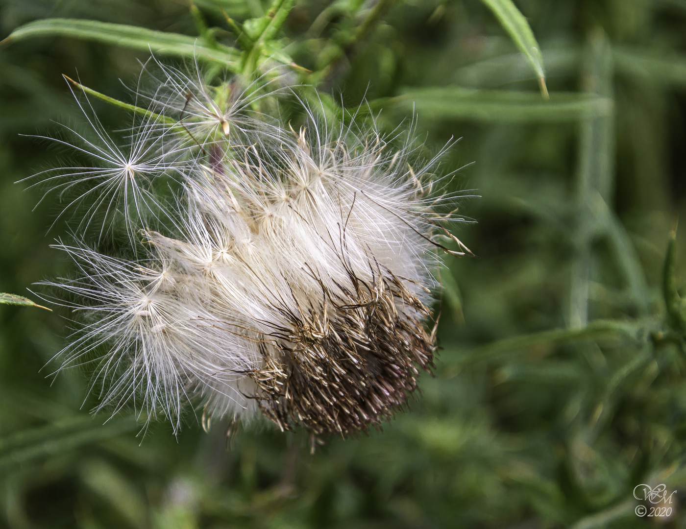 Distel abgeblüht