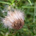 Distel abgeblüht