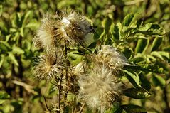 Distel, abgeblüht