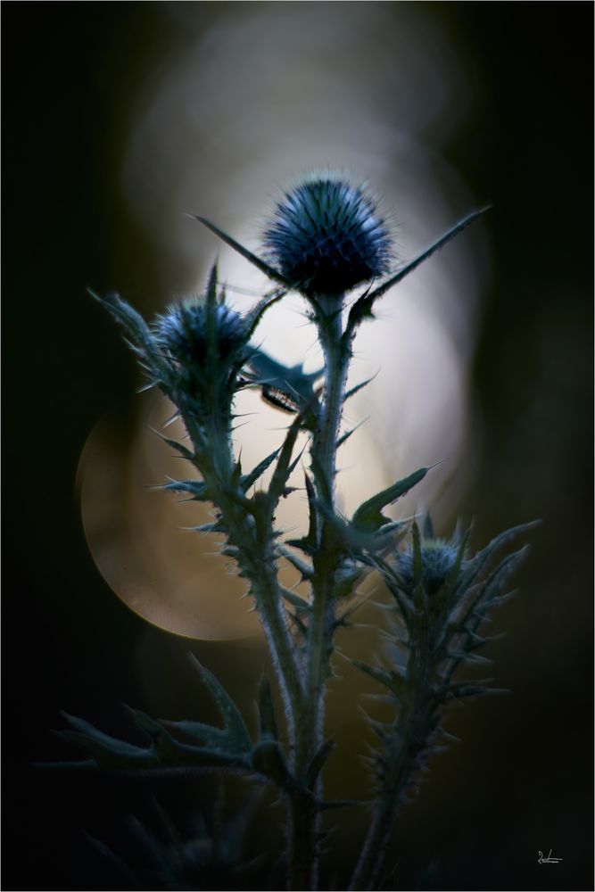 Distel