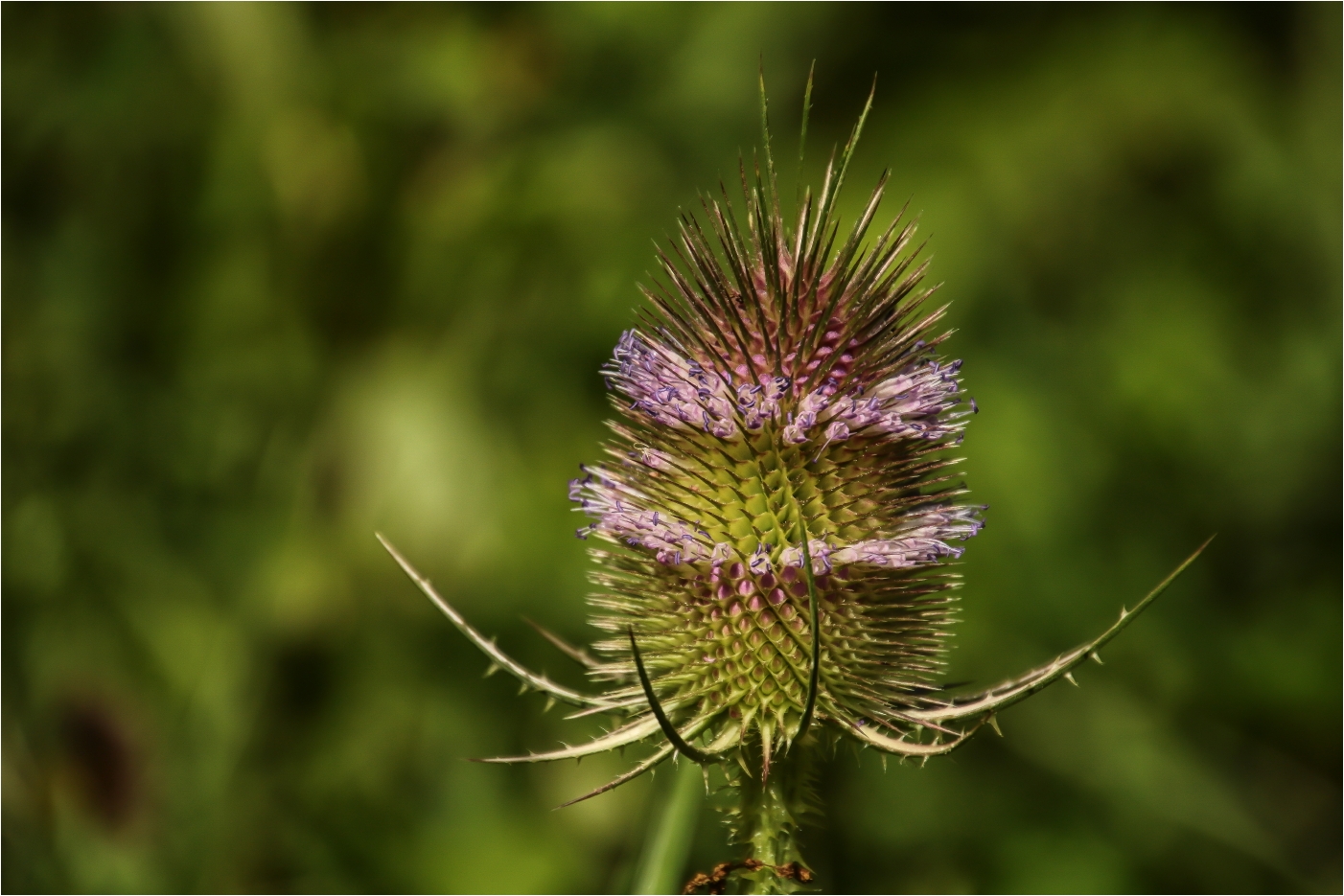 Distel Foto & Bild world, sommer, licht Bilder auf