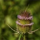 Distel