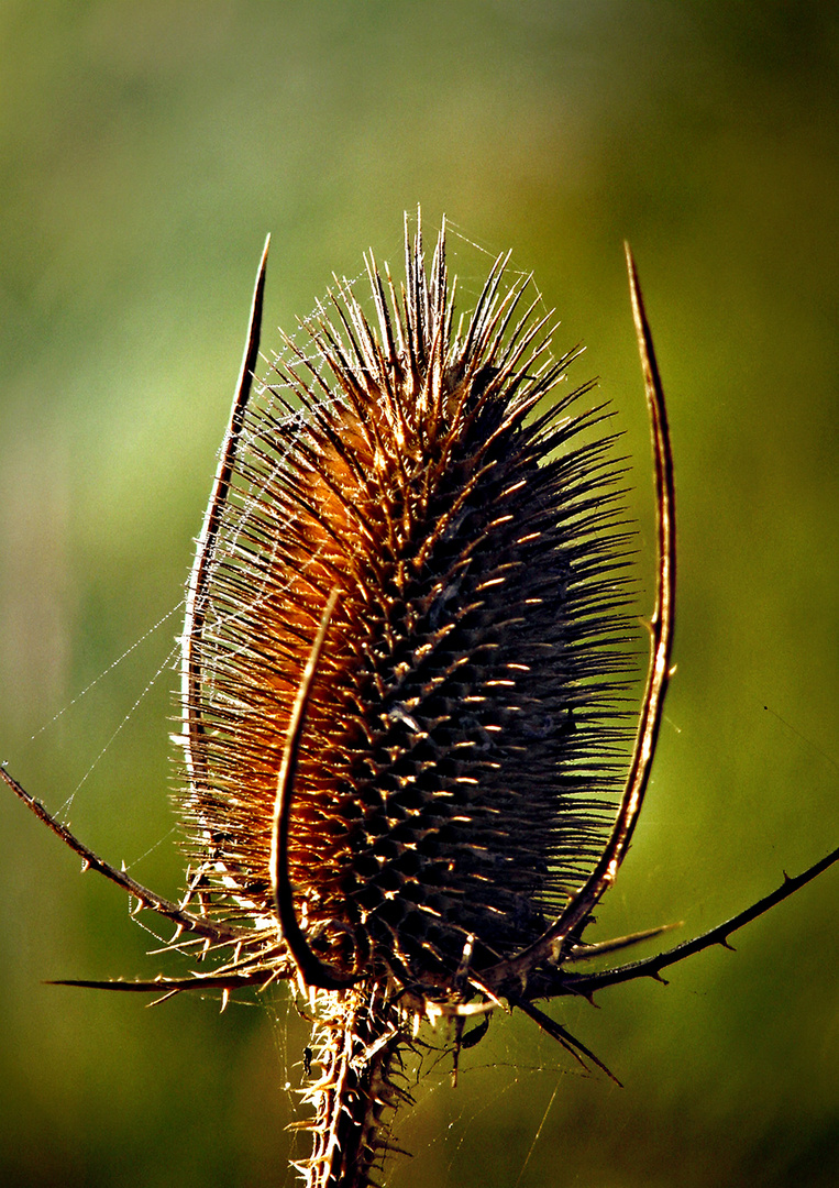 Distel