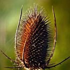 Distel