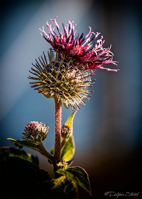 Distel