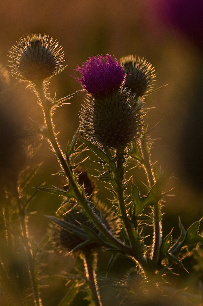 Distel