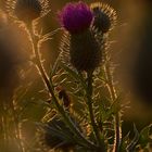 Distel