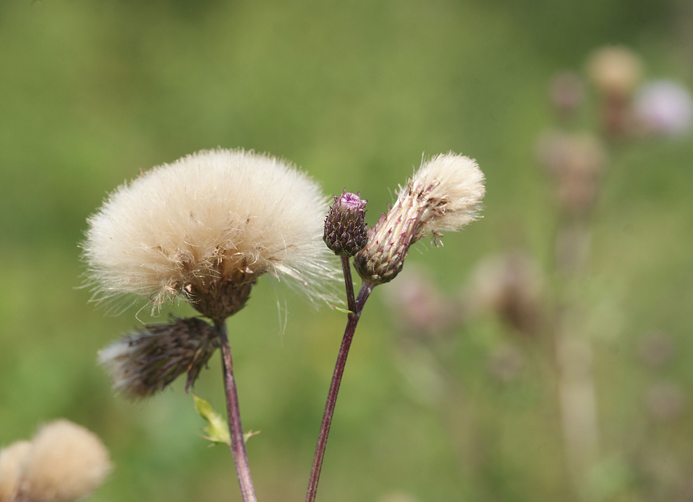 Distel als Knospe und mit Samen