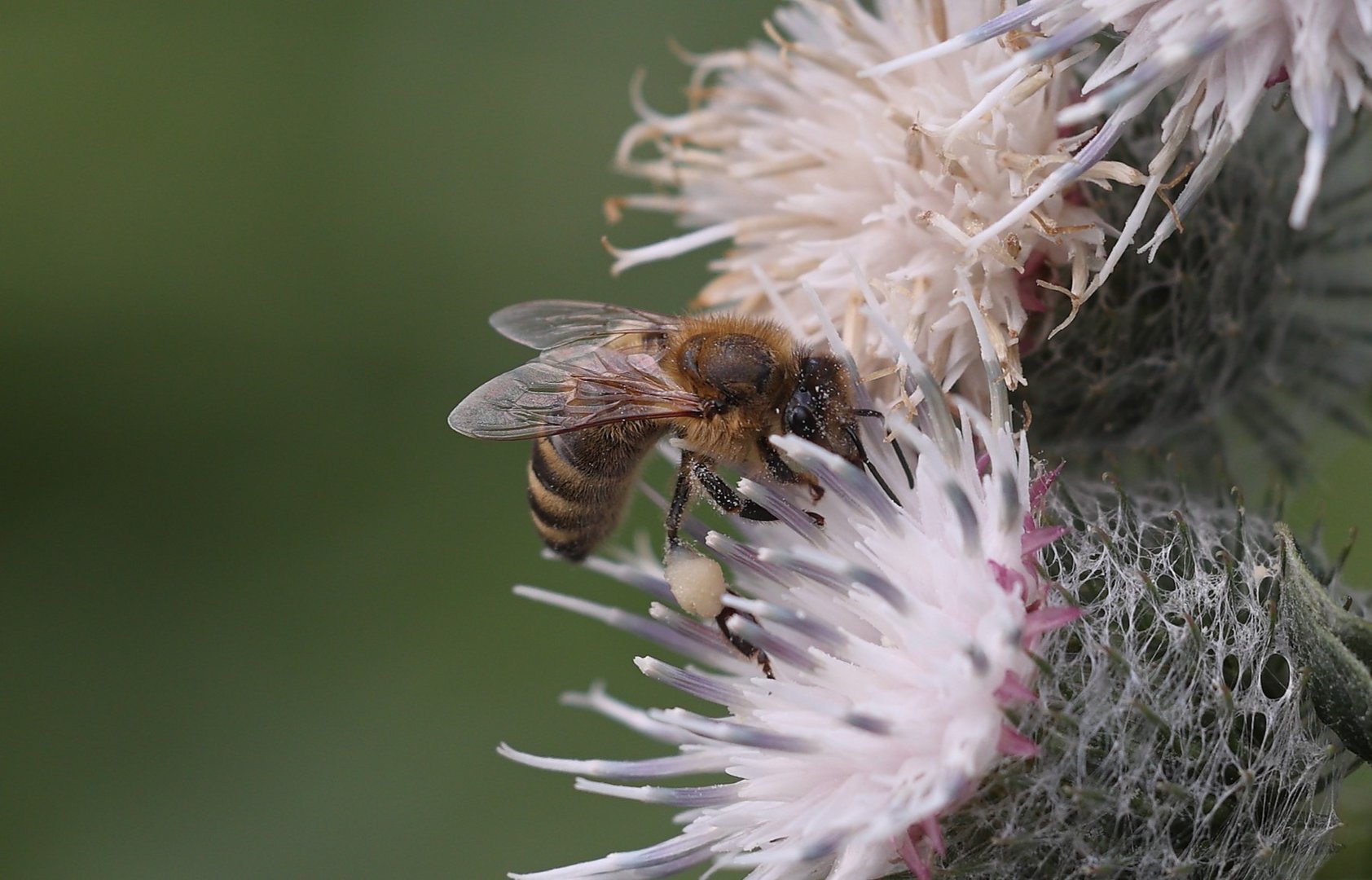 Distel als Mittwochsblümchen....