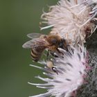 Distel als Mittwochsblümchen....