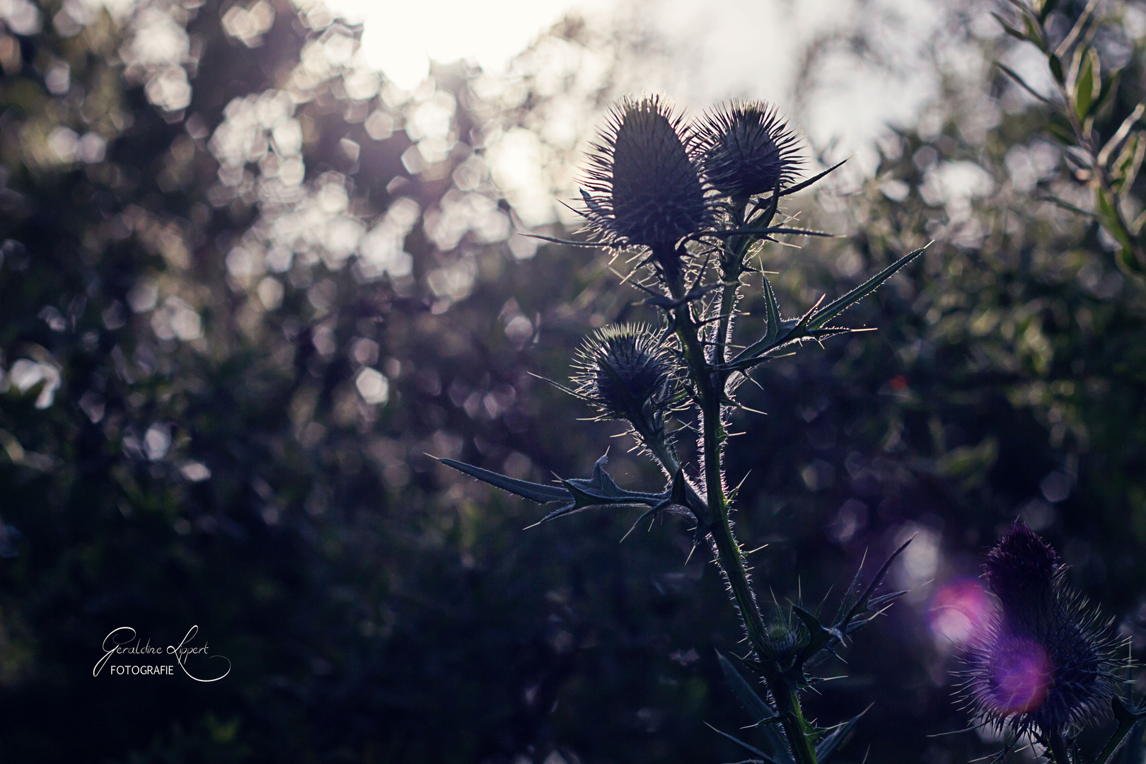 Distel am Abend