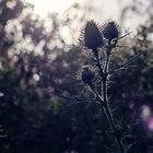 Distel am Abend