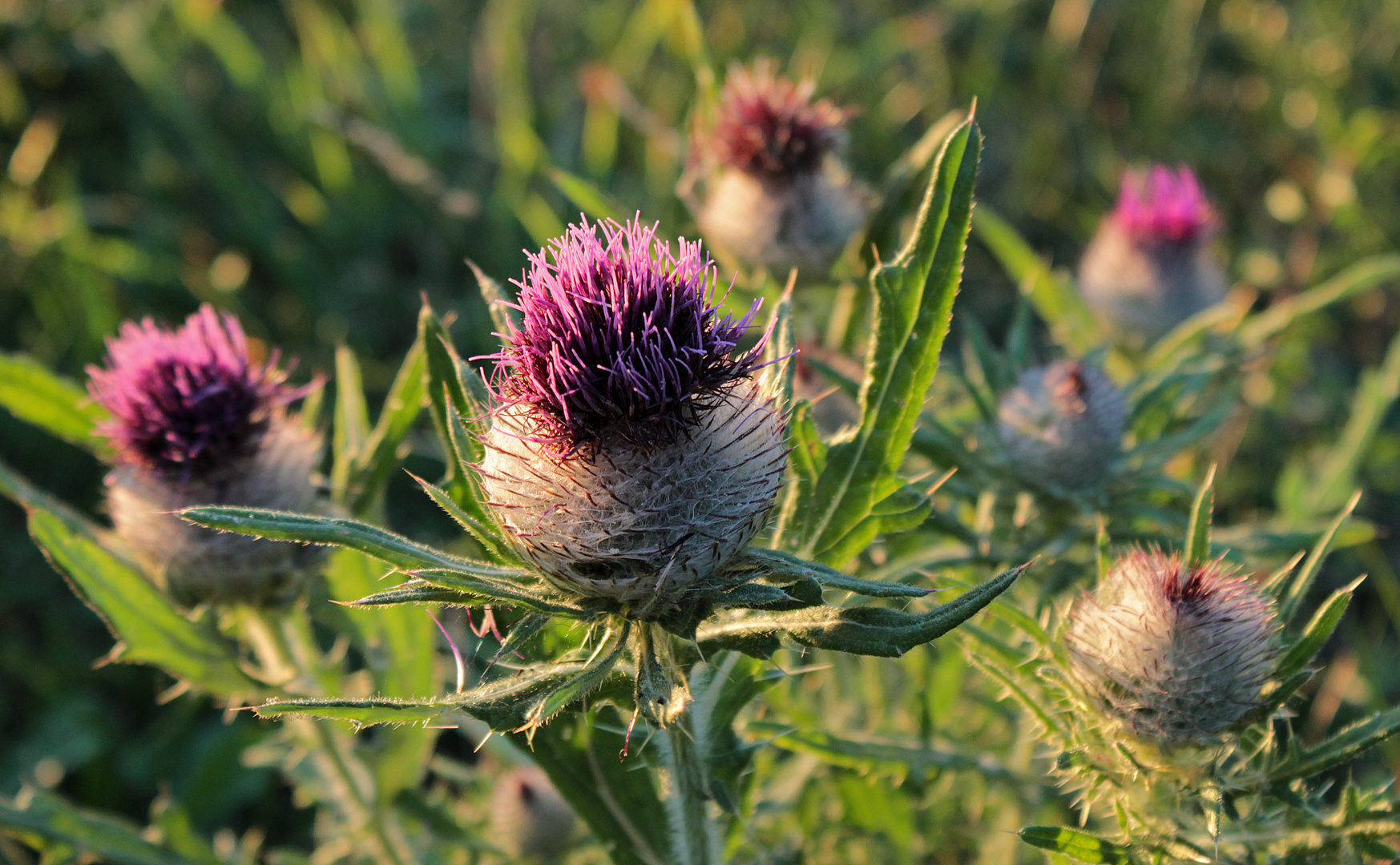 Distel am Abend