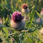 Distel am Abend