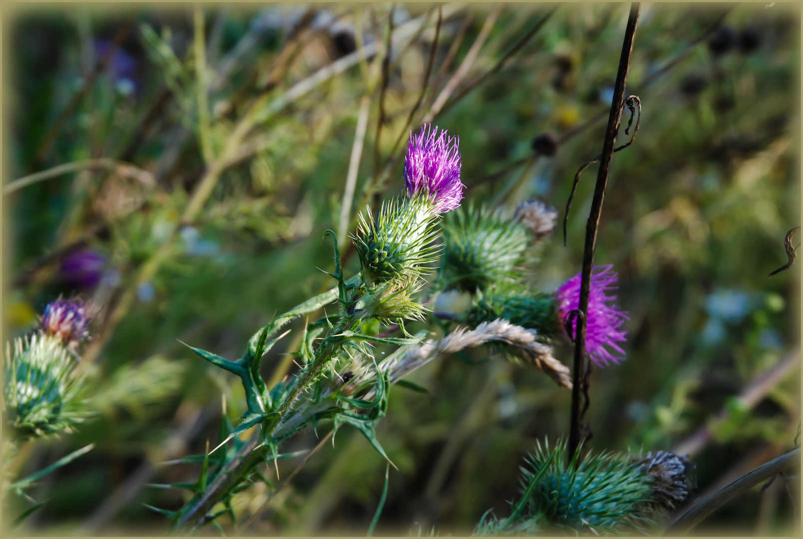 Distel am Feldrand