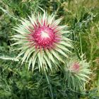 Distel am Feldrand