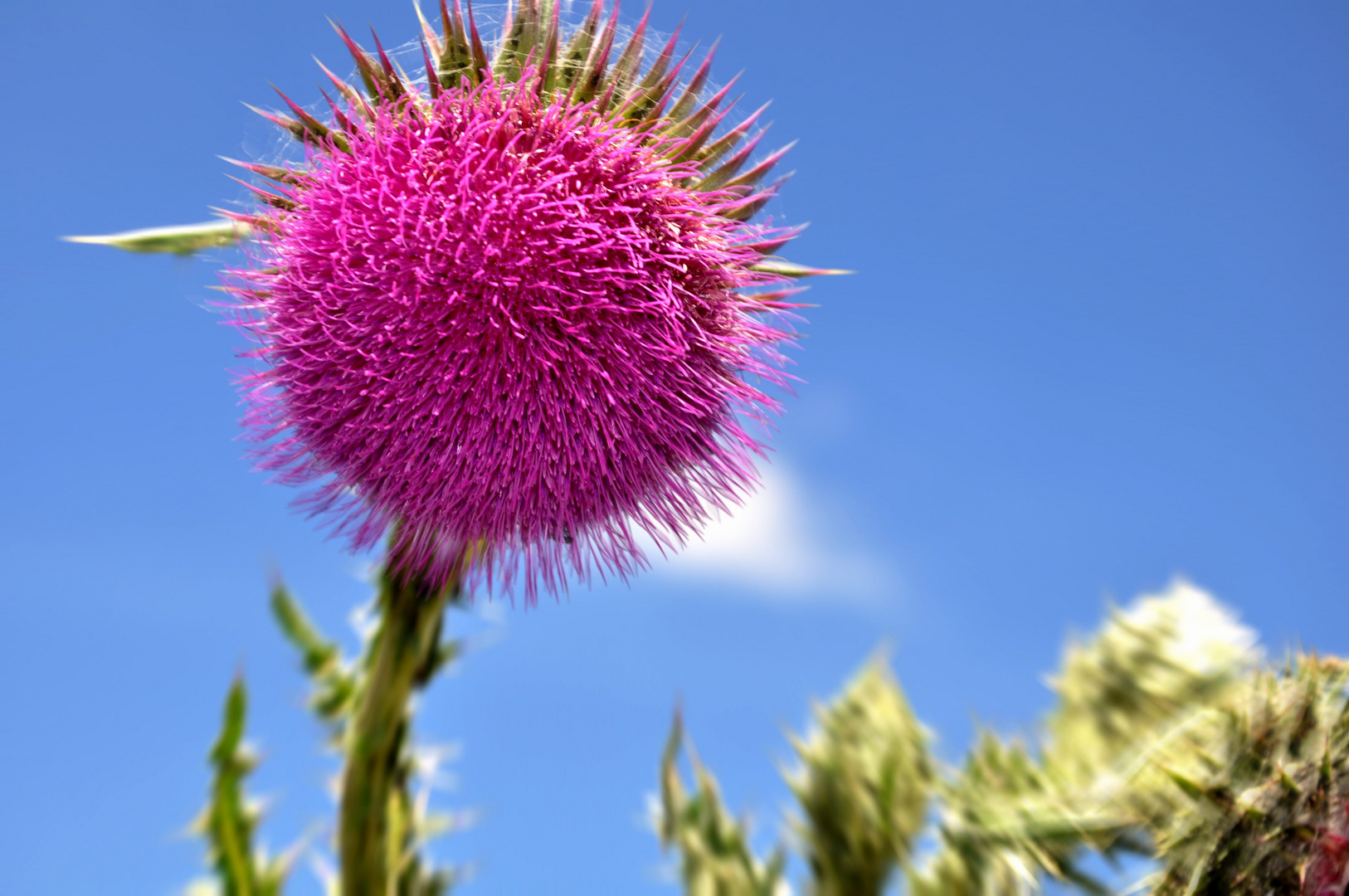 Distel am Feldweg