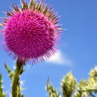 Distel am Feldweg