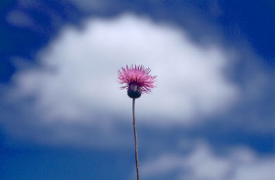 Distel am Himmel von Texas