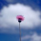 Distel am Himmel von Texas