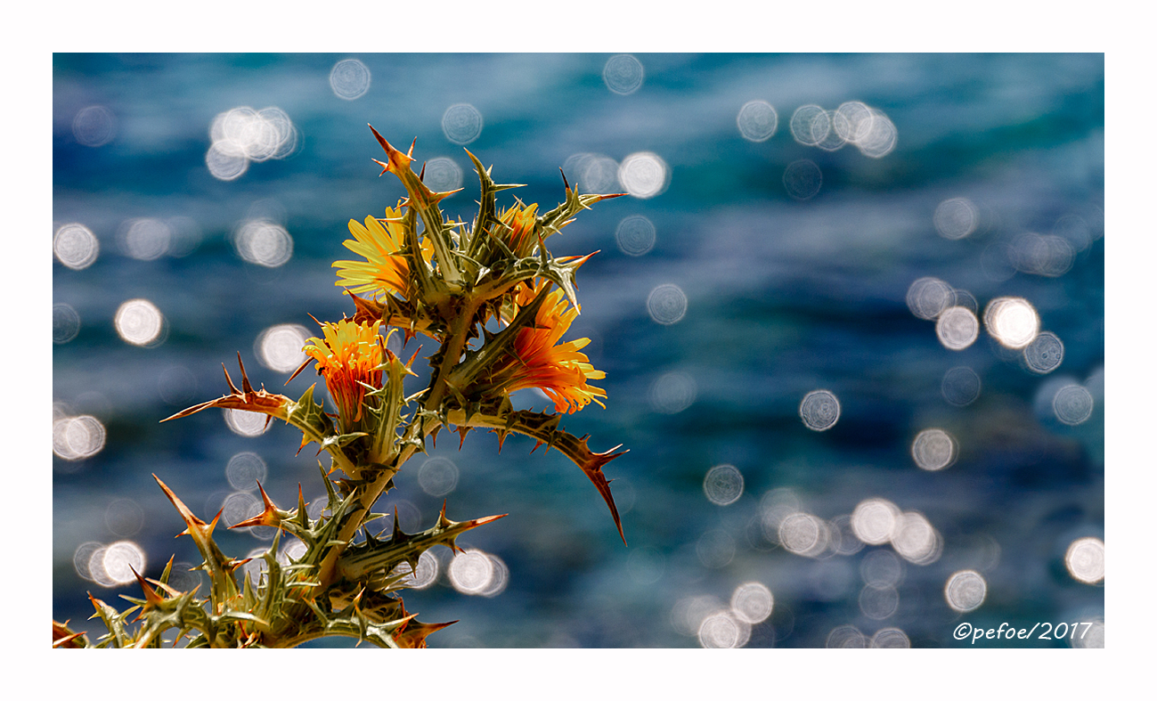 Distel am Meer