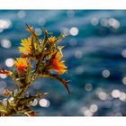 Distel am Meer